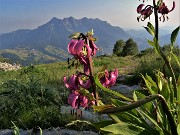 75 Rientrando da Capanna 2000 al parcheggio Alpe Arera sul sent. 221  con Lilium Martagon (Giglio martagone) 